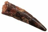 Fossil Pterosaur (Siroccopteryx) Tooth - Morocco #228850-1